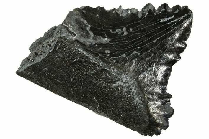 Bizarre Edestus Shark Tooth In Jaw Section - Carboniferous #231942